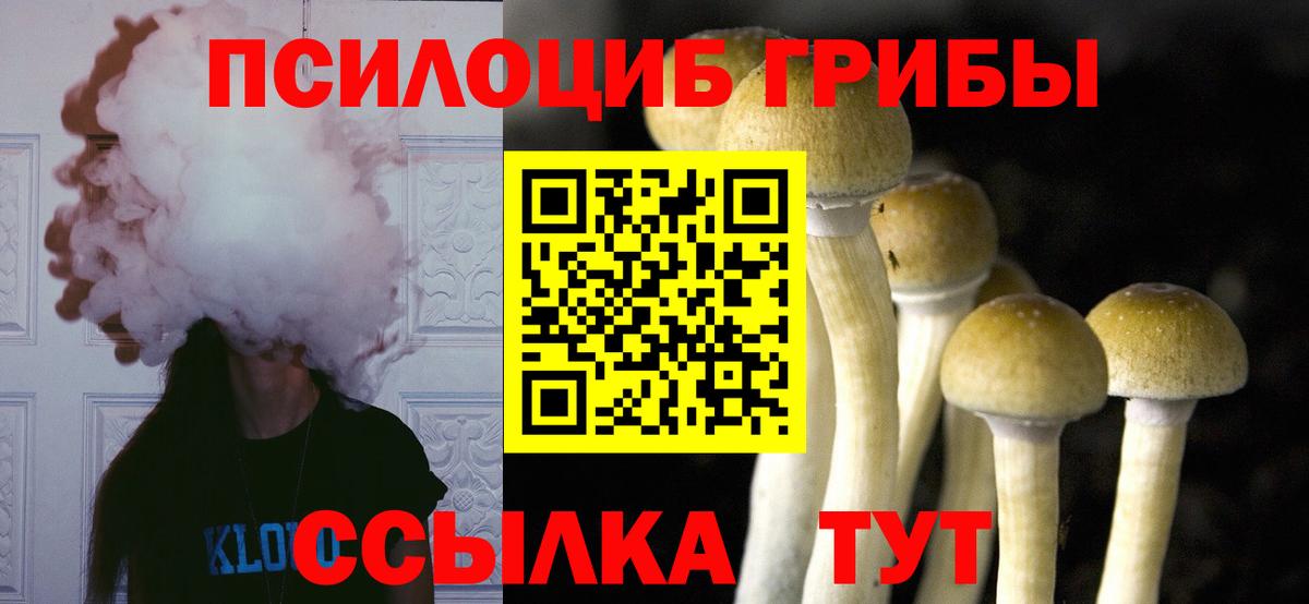 Галлюциногенные грибы Psilocybe Шали